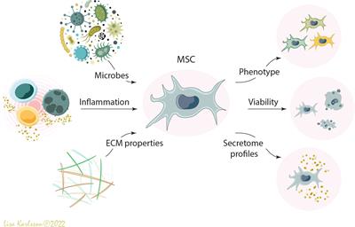 MSCs interaction with the host lung microenvironment: An overlooked aspect?